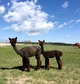 Summer 2016 with her modern grey female cria