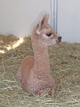 Greta as a cria