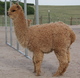 Phoebe as a cria