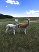 Genevieve with her 2016 female cria 