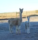 Genevieve and her 2017 female cria