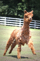 2010 Cria - Lucy