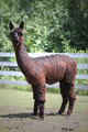 2010 Cria - Elle