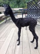 First cria So So Peruvian Michonne