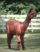 Cria - Alli