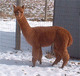 Female Cria Ruth