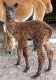 Female Cria Lou