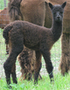 Female Cria Lucy