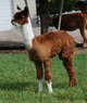 Cria, Vespa