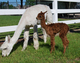 Mom with Cria, June 2011