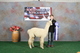 North American Alpaca Show 1st Place