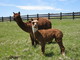  2010 male cria