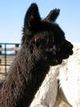 2006 Cria