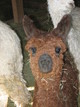 AHS Peruvian Spirit, Wrangler Daughter