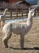 2004 Cria Stetson