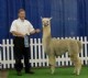 alpaca for sale