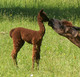 May 2010 female cria from medium fawn dam. Oh so dense!