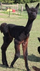 2nd Black Cria 2010