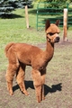 2010 female cria