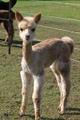 2010 Male Cria