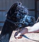 Betty Lou's 2010 Cria