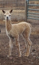 Gorgeous cria!