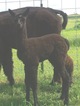 2011 female Cria Nadine