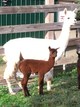 Moselle With her 2011 Cria