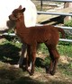 Moselles 2011 Cria (Amadeus)