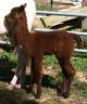 Cria Picture