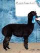 Amadeus's Sire: Patagonias Neo