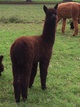 First Cria-2013