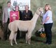 dtr Isis 9X CHAMP, Judges Choice & Best Bred & Owned Yearling Female (Empire 2009)