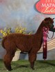 SunDevil-2X Champ & 2nd Mapaca-now owned by Spring Garden Alpaca Ranch. Stands stud occasionally at 