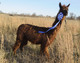 2011 female cria:  Jowanna