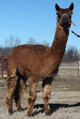 2012 Female Cria:  Inkydink