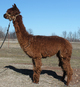 2012 Female Cria:  Betty Jane