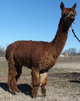 2011 Female Cria: Betty Boop