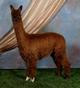 Cullinan's Sire: WRSR RAZOR'S DIAMOND RIO