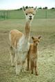 First cria Nocona