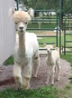 Mimosa and her first cria!