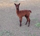 first cria - Velvet