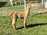 alpaca for sale