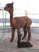 1st Cria born 3 Aug 10 Female!