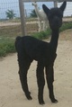 1st cria 