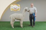 alpaca for sale