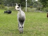 alpaca for sale