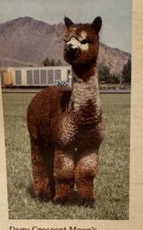 alpaca for sale