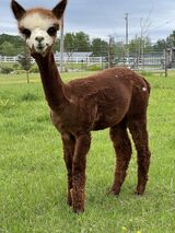 alpaca for sale