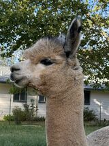 alpaca for sale